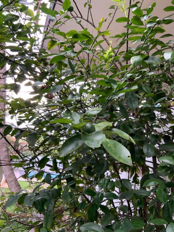 גאלה Lali Villa & Fruit Garden מראה חיצוני תמונה