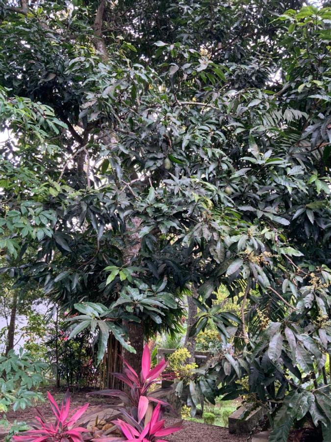 גאלה Lali Villa & Fruit Garden מראה חיצוני תמונה