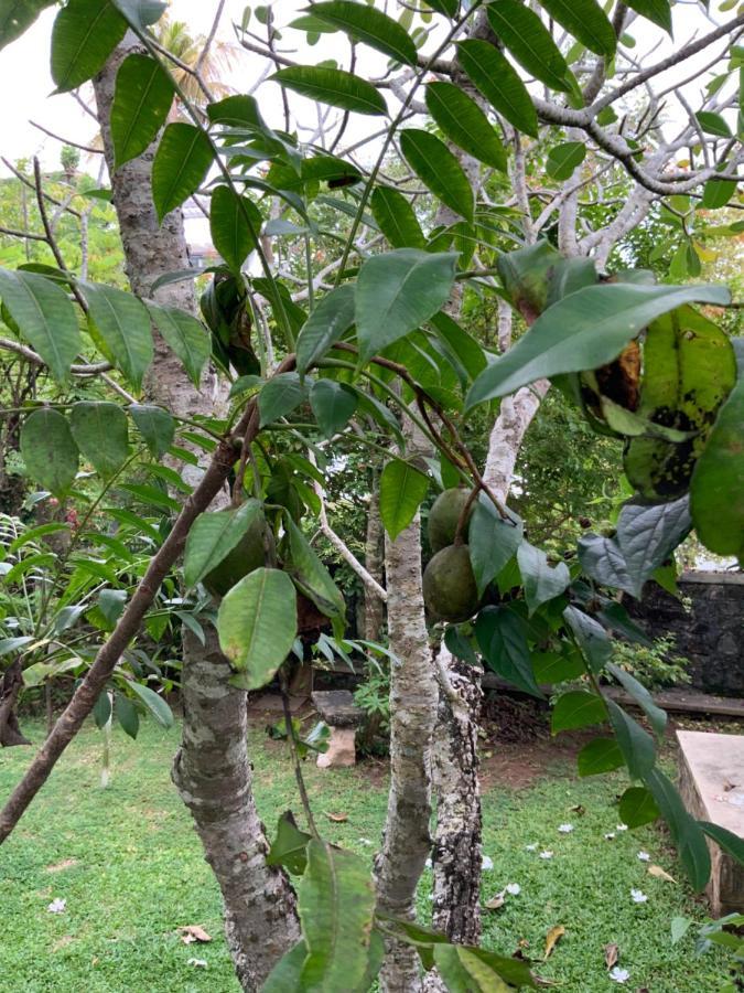 גאלה Lali Villa & Fruit Garden מראה חיצוני תמונה