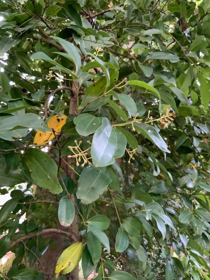 גאלה Lali Villa & Fruit Garden מראה חיצוני תמונה