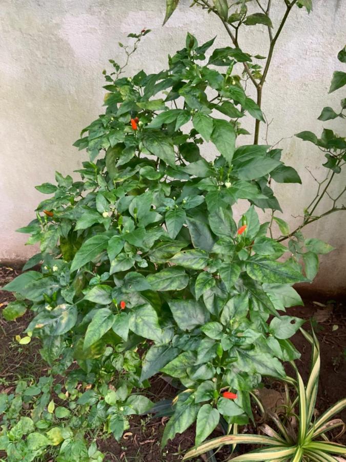 גאלה Lali Villa & Fruit Garden מראה חיצוני תמונה