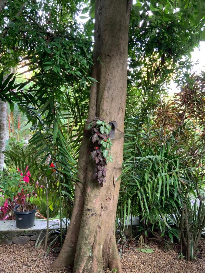 גאלה Lali Villa & Fruit Garden מראה חיצוני תמונה